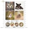Papier decoupage, papier, Schronisko w Korabiewicach, fotografie zwierząt, psy, Joanna Laskowska, Shelter in Korabiewice, animal photography, dogs, Tierheim in Korabiewice, Tierfotografie, Hunde, Refugio en Korabiewice, fotografía